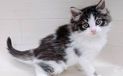 ノルウェージャンフォレストキャット