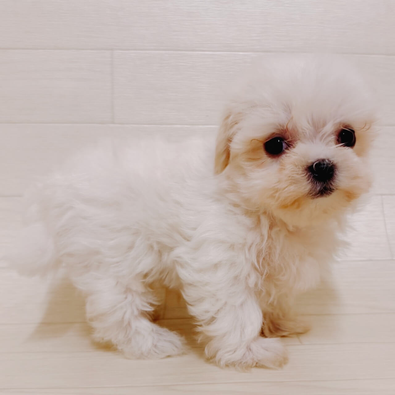 東京都のマルチーズ (ペットプラザ 江東深川店/2026年3月3日生まれ/男の子/ホワイト)の子犬