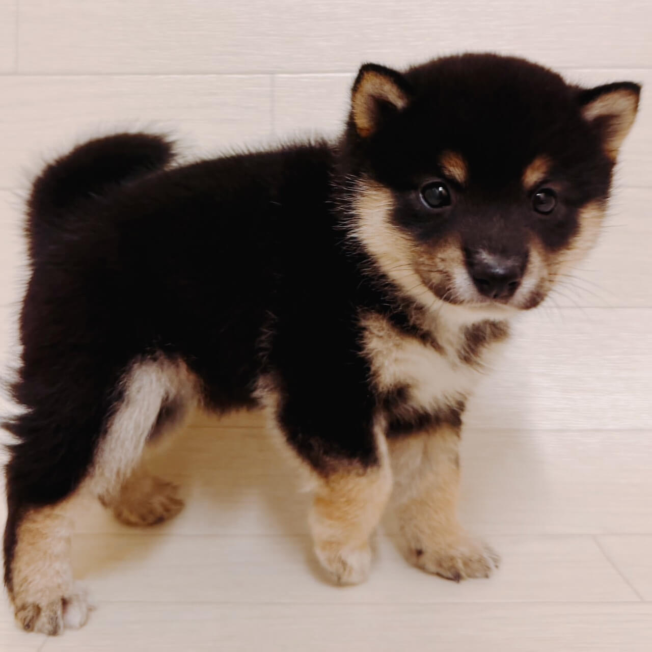 東京都の豆柴 (ペットプラザ 江東深川店/2026年3月2日生まれ/男の子/黒)の子犬