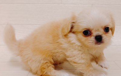 ハーフ犬（チワワ×ペキニーズ）