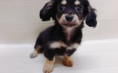 ハーフ犬（チワワ×ミニチュアダックスフンド）