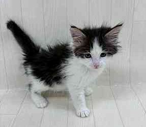 ノルウェージャンフォレストキャット