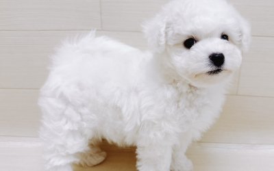 ビションフリーゼ