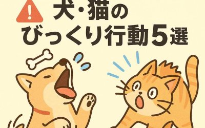 可愛いけど注意が必要！犬・猫のびっくり行動5選