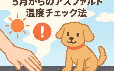 ペットの命を守る！5月からのアスファルト温度チェック法