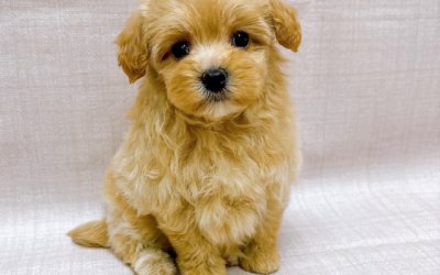 ハーフ犬(トイプードル×マルチーズ)