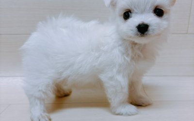 ハーフ犬（マルチーズ×チワワ）