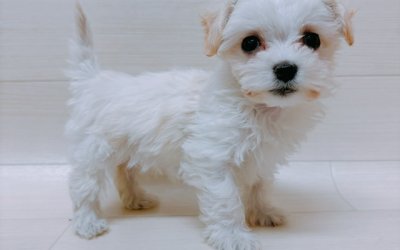 ハーフ犬（チワワ×マルチーズ）
