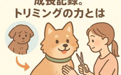 心を開いた保護犬の成長記録。トリミングの力とは
