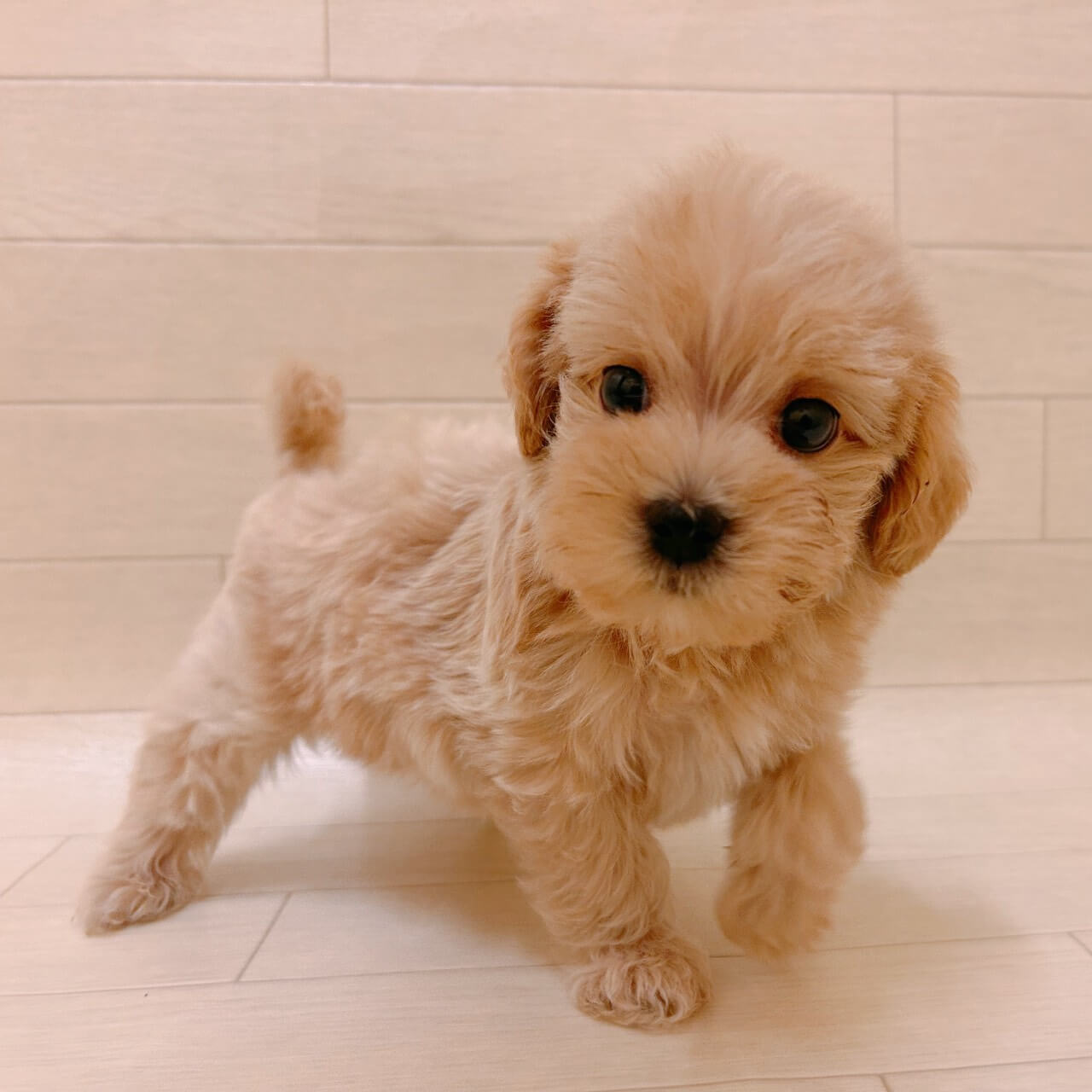 ハーフ犬（マルチーズ×トイプードル）
