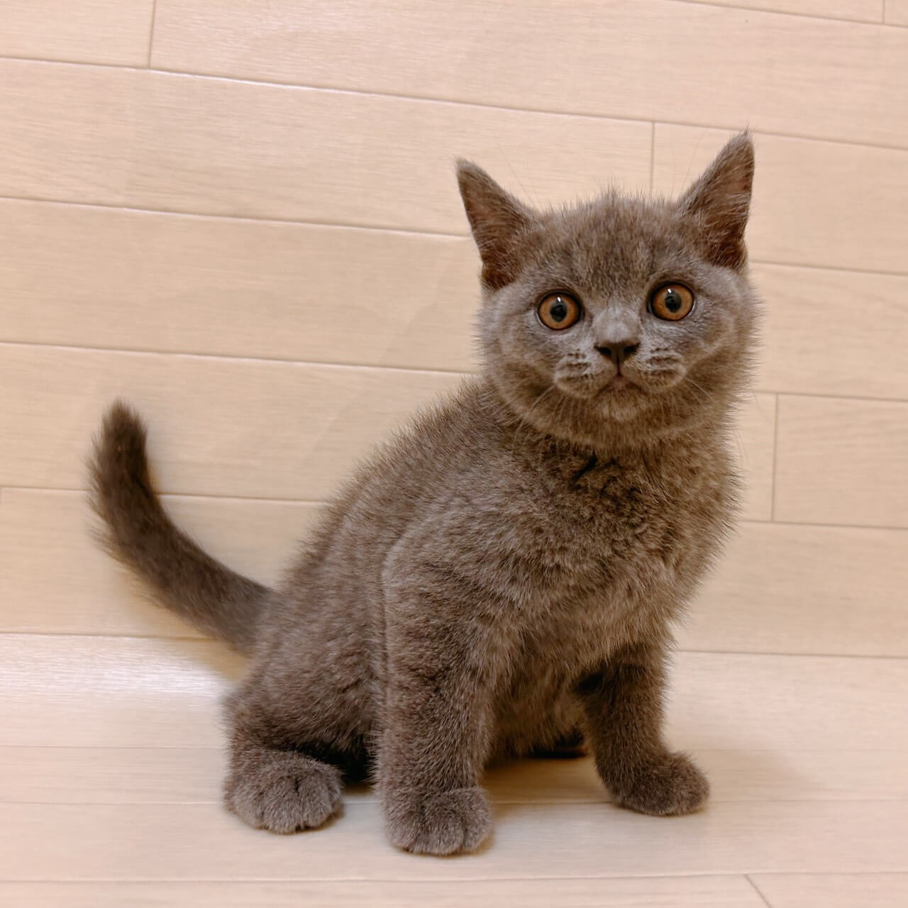 ブリティッシュショートヘアー