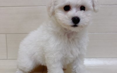 ハーフ犬（ビションフリーゼ×トイプードル）