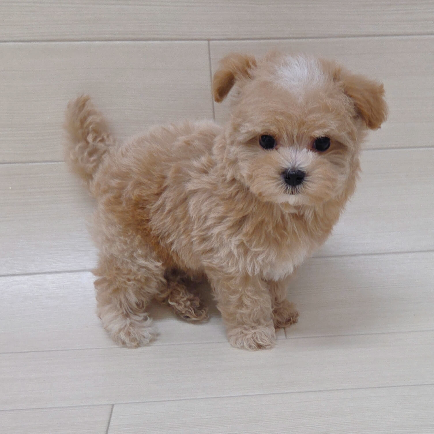 ハーフ犬（マルチーズ×トイプードル）