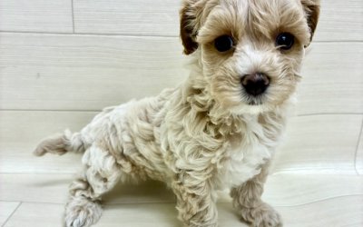 ハーフ犬（トイプードル×マルチーズ）