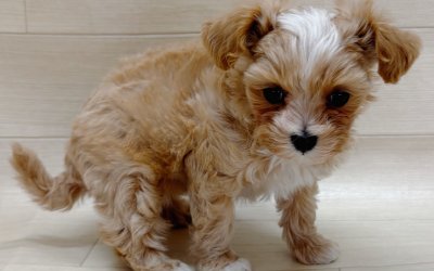 ハーフ犬（マルチーズ×トイプードル）