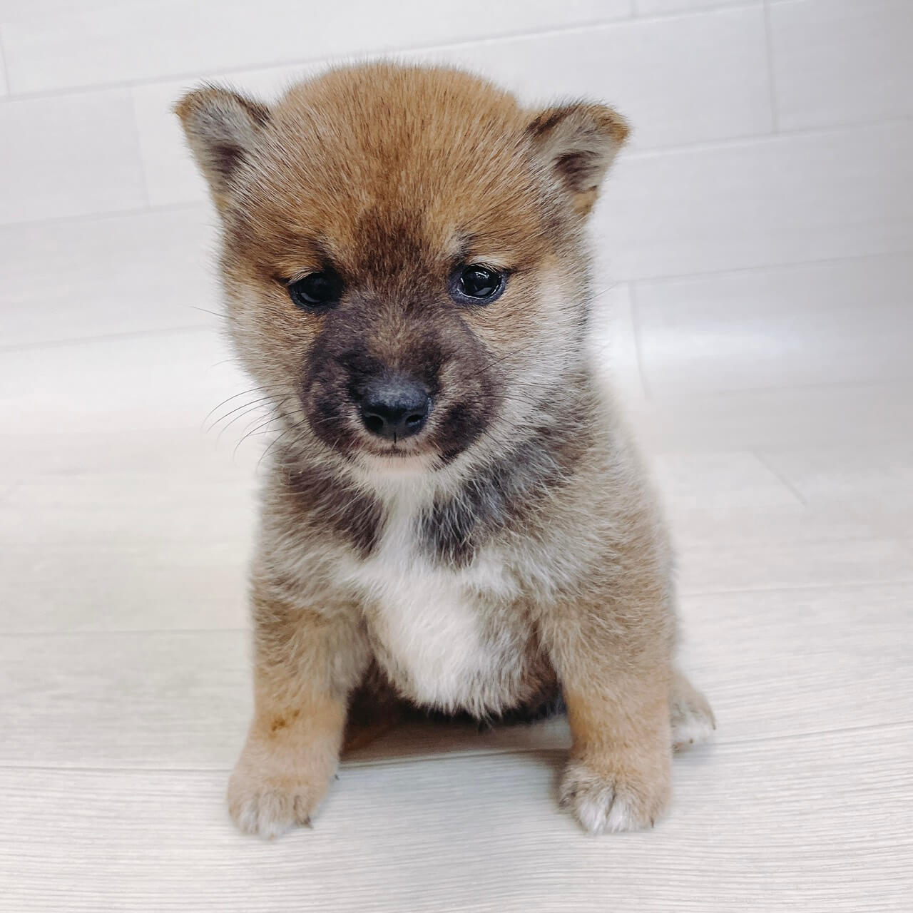 千葉県の豆柴 (Pet’s One 東金店/2026年3月9日生まれ/女の子/赤)の子犬