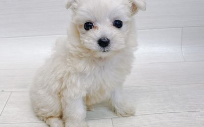 ハーフ犬（マルチーズ×トイプードル）