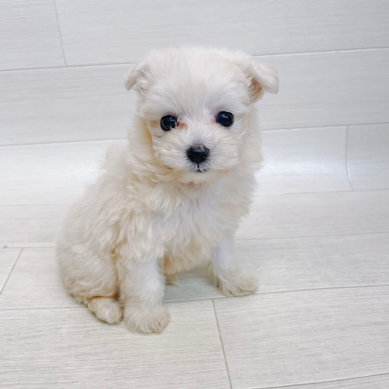 千葉県のマルプー(マルチーズ×プードル) (Pet’s One 東金店/2026年3月9日生まれ/男の子/クリーム)の子犬