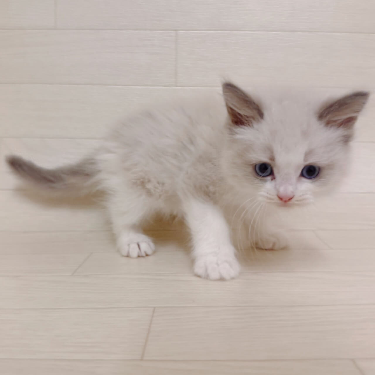 東京都のラグドール (ペットプラザ 江東深川店/2026年3月13日生まれ/男の子/ブルーポイントバイカラー)の子猫