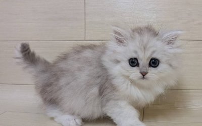 ペルシャ