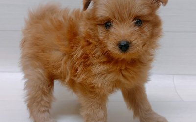 ハーフ犬（ポメラニアン×トイプードル）