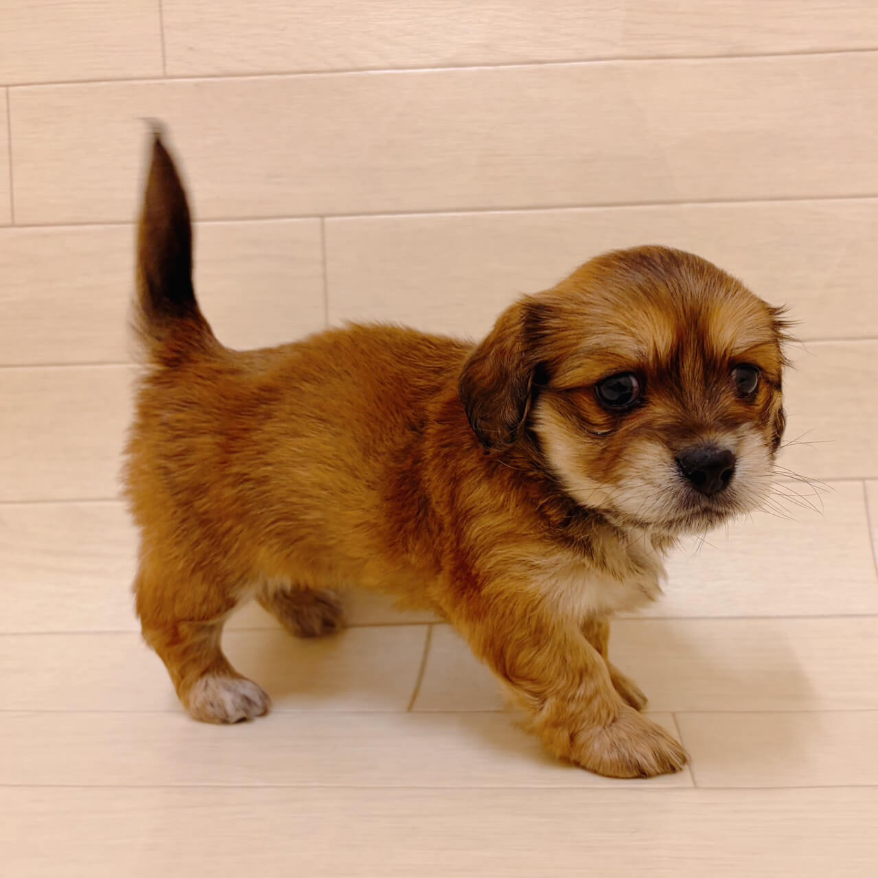 千葉県のハーフ犬（ペキニーズ×ミニチュアダックスフンド） (ハッピーベル ペットプラザ京葉船橋インター店/2026年3月15日生まれ/女の子/レッド)の子犬