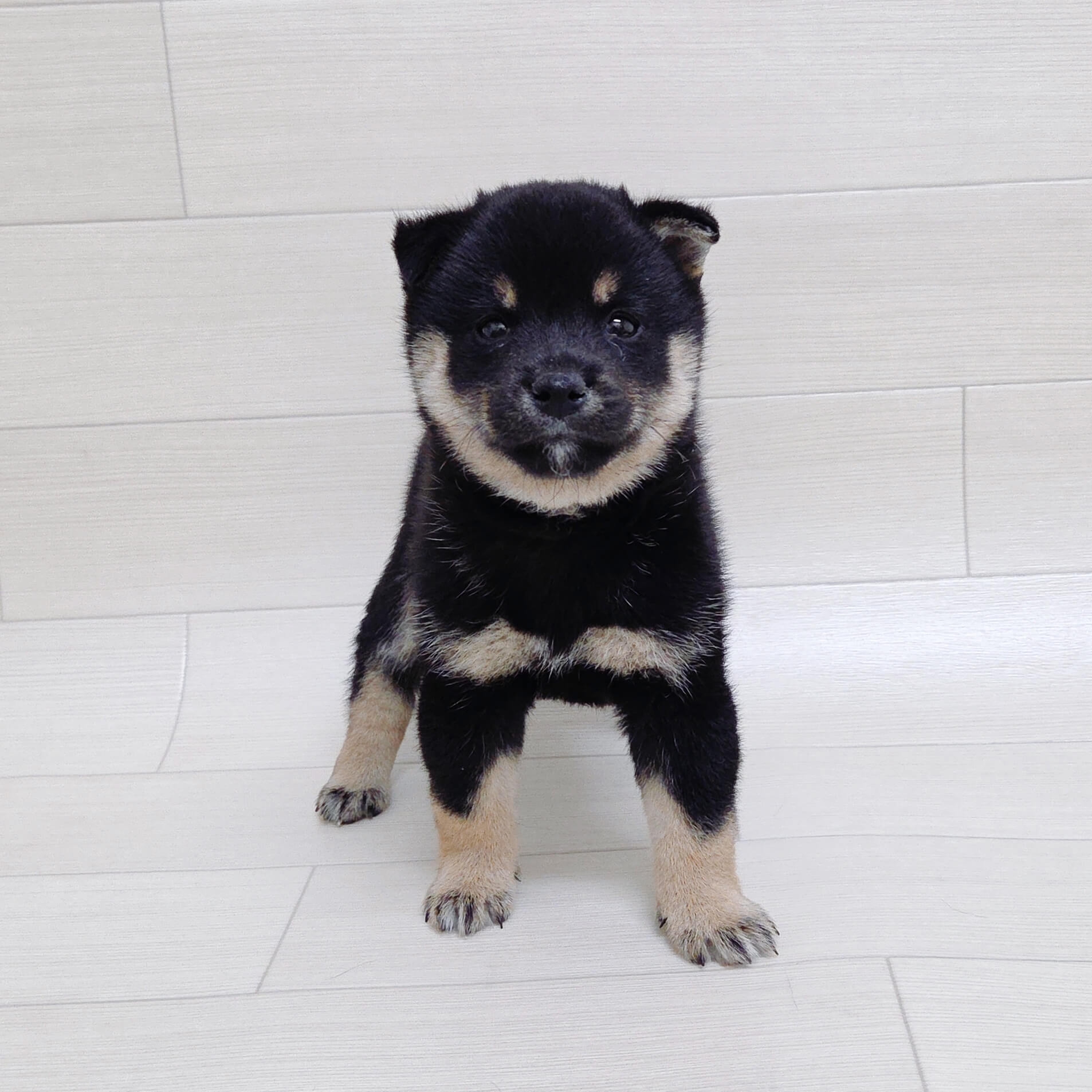 埼玉県の豆柴 (ハッピーベル 草加舎人店/2026年3月16日生まれ/男の子/黒)の子犬