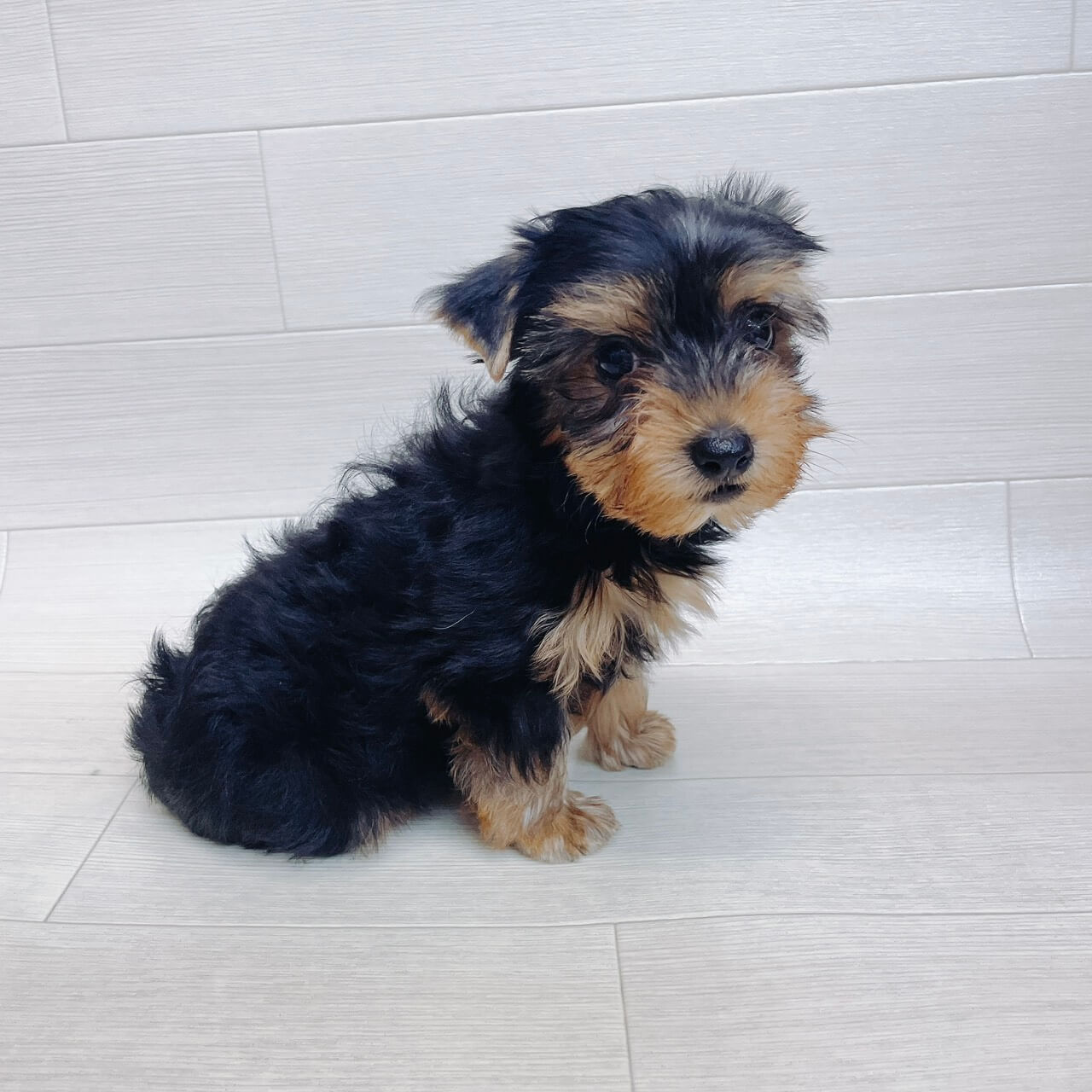 千葉県のヨークシャーテリア (Pet’s One 東金店/2026年3月14日生まれ/男の子/スチールブルータン)の子犬