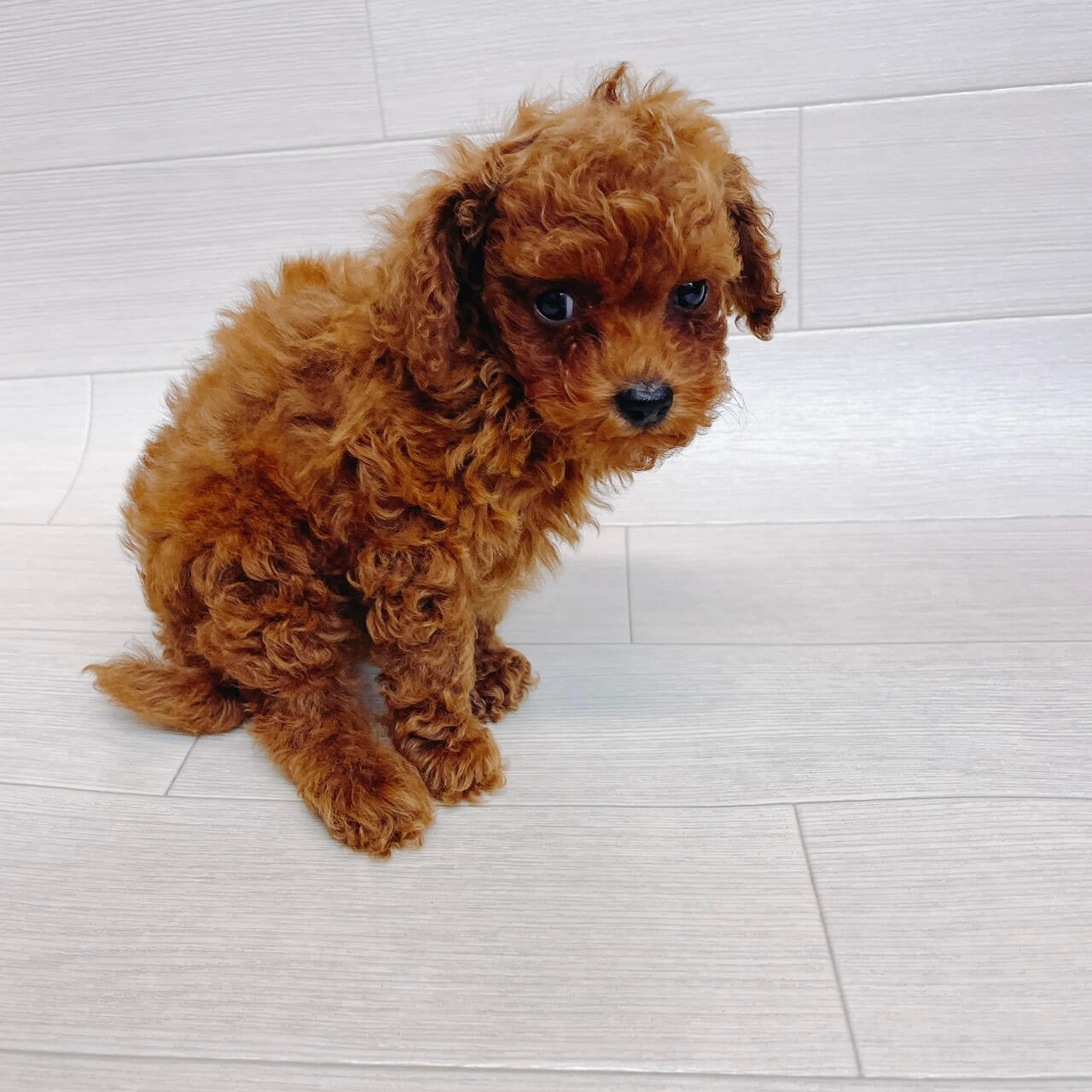 千葉県のトイプードル(トイ) (Pet’s One 東金店/2026年3月17日生まれ/男の子/レッド)の子犬