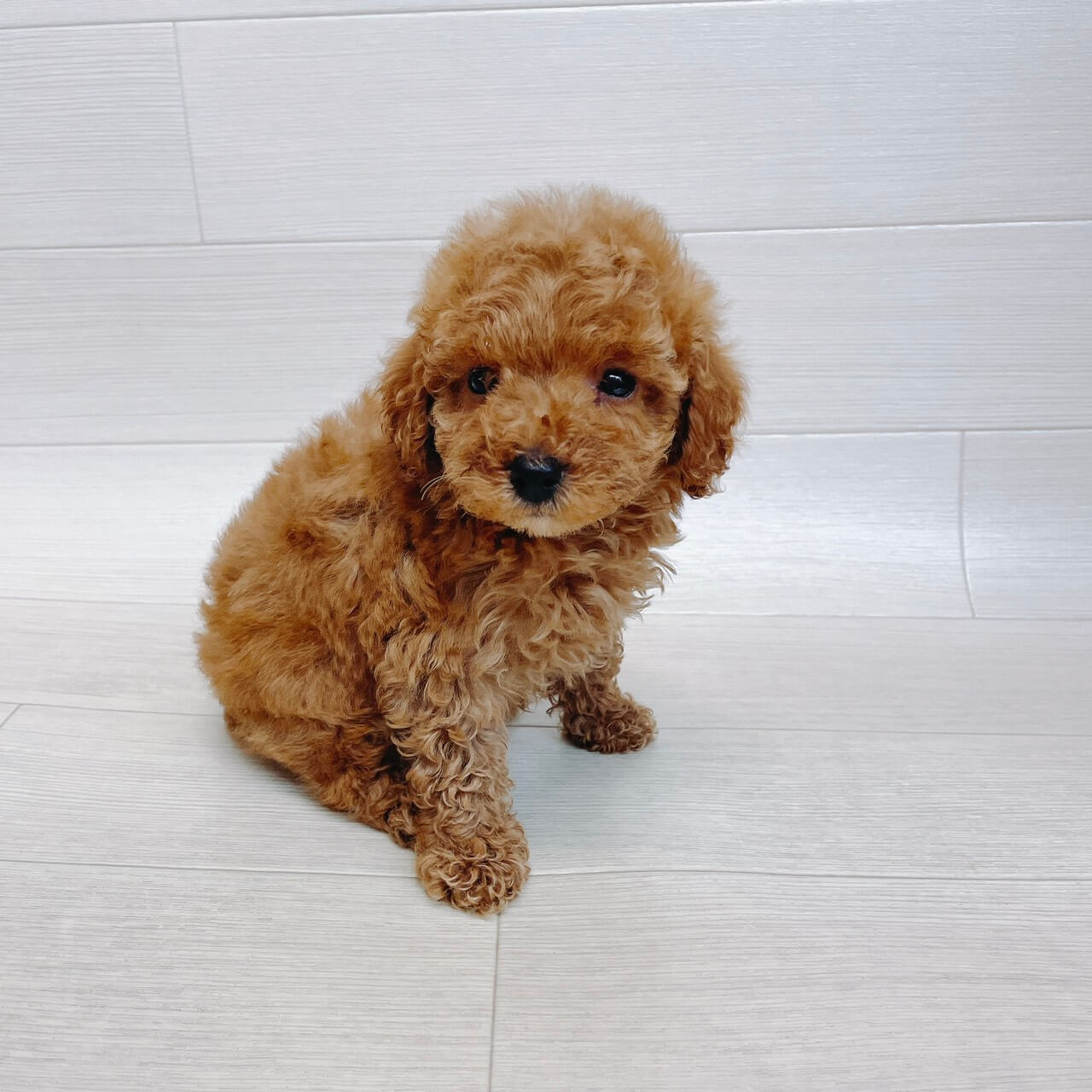 千葉県のトイプードル(トイ) (Pet’s One 東金店/2026年3月16日生まれ/男の子/アプリコット)の子犬