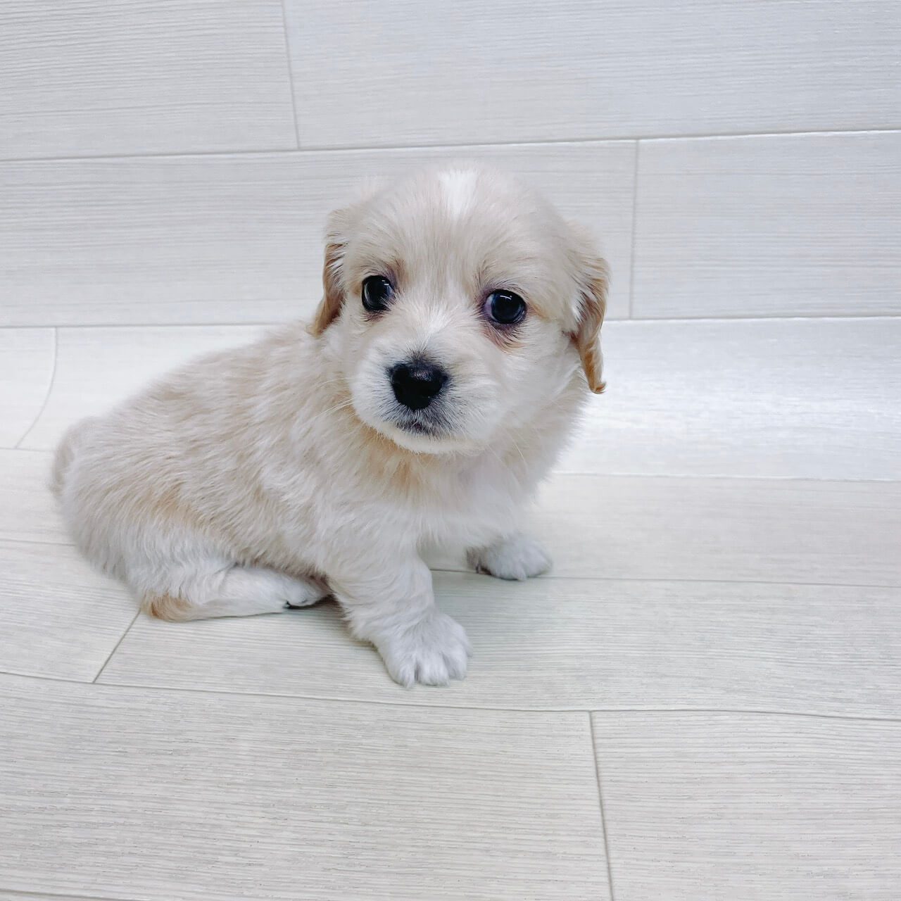 千葉県のハーフ犬（ペキニーズ×ミニチュアダックスフンド） (Pet’s One 東金店/2026年3月15日生まれ/男の子/クリーム)の子犬