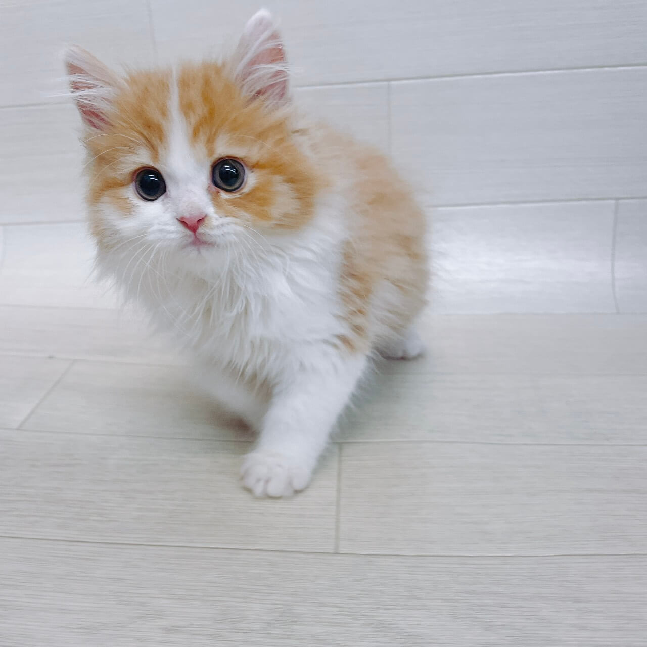 千葉県のスコティッシュフォールド (Pet’s One 東金店/2026年3月10日生まれ/男の子/レッドタビーホワイト)の子猫