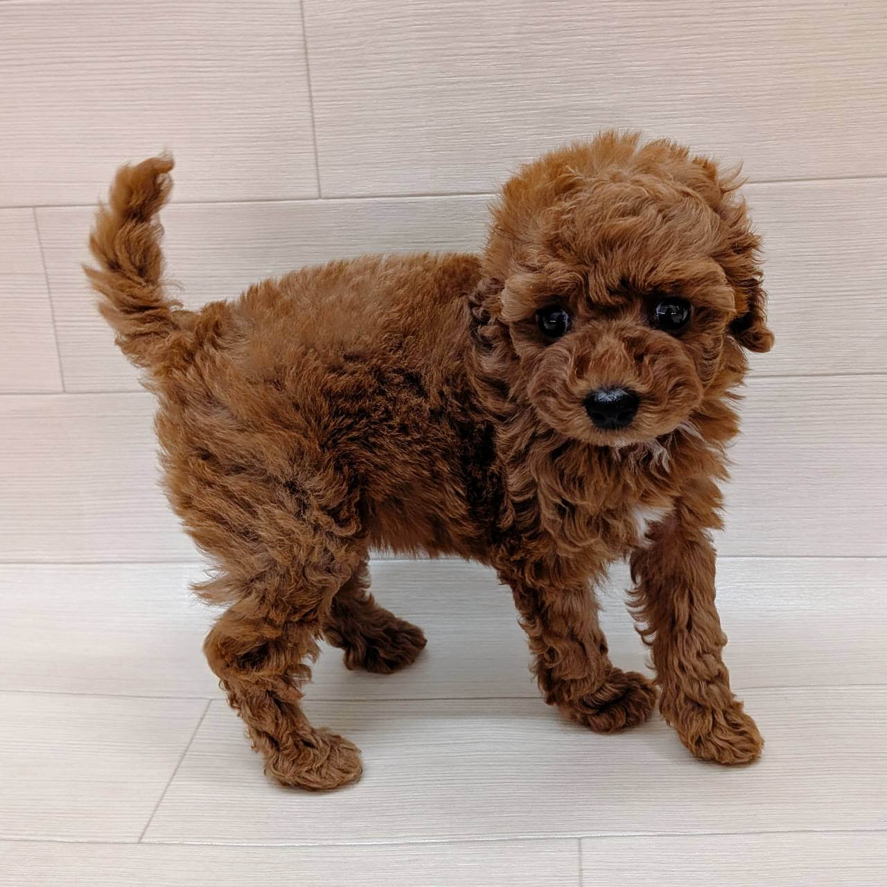 千葉県のトイプードル(トイ) (ハッピーベル テラスモール松戸店/2026年3月14日生まれ/女の子/レッド)の子犬