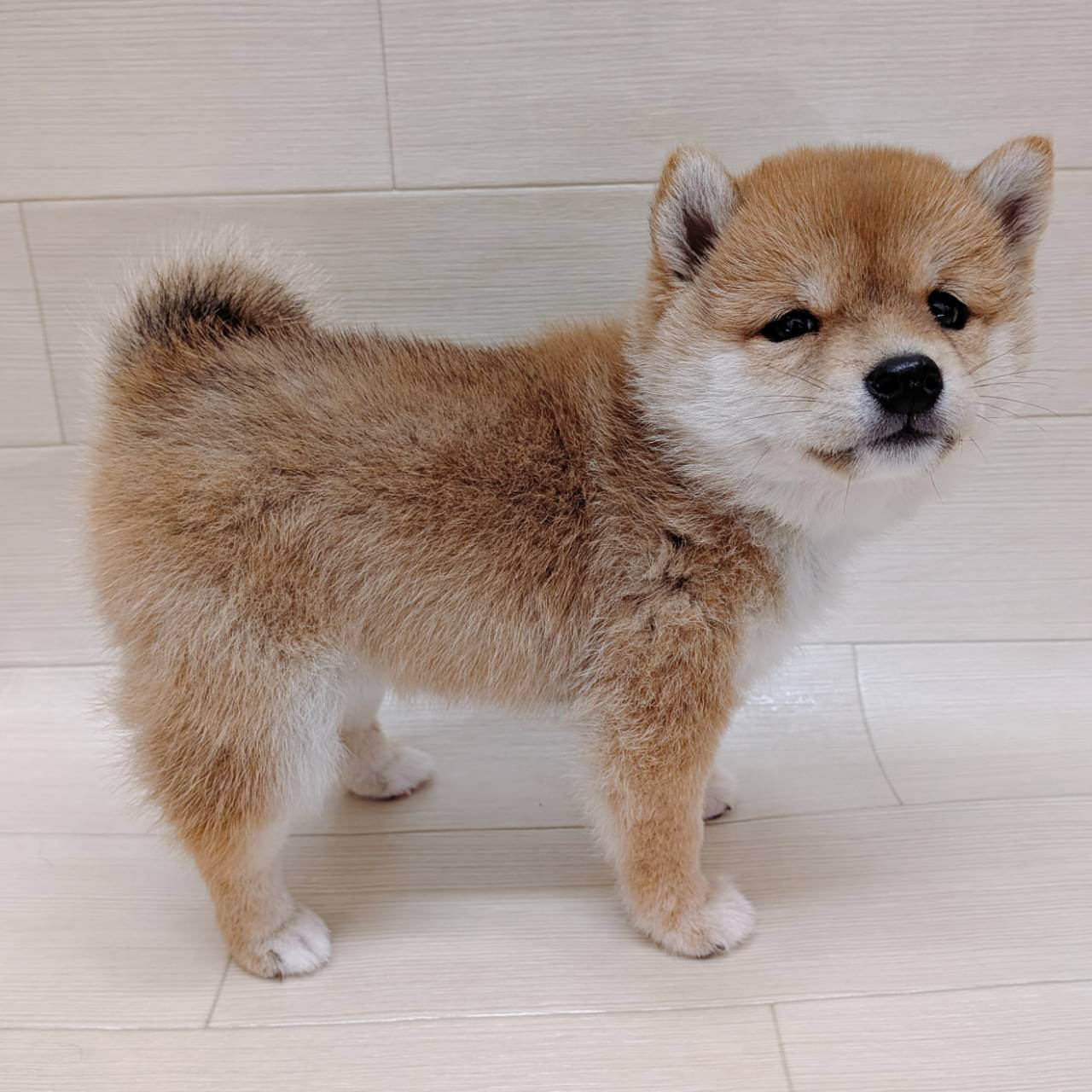 千葉県の豆柴 (ハッピーベル テラスモール松戸店/2026年3月12日生まれ/女の子/赤)の子犬