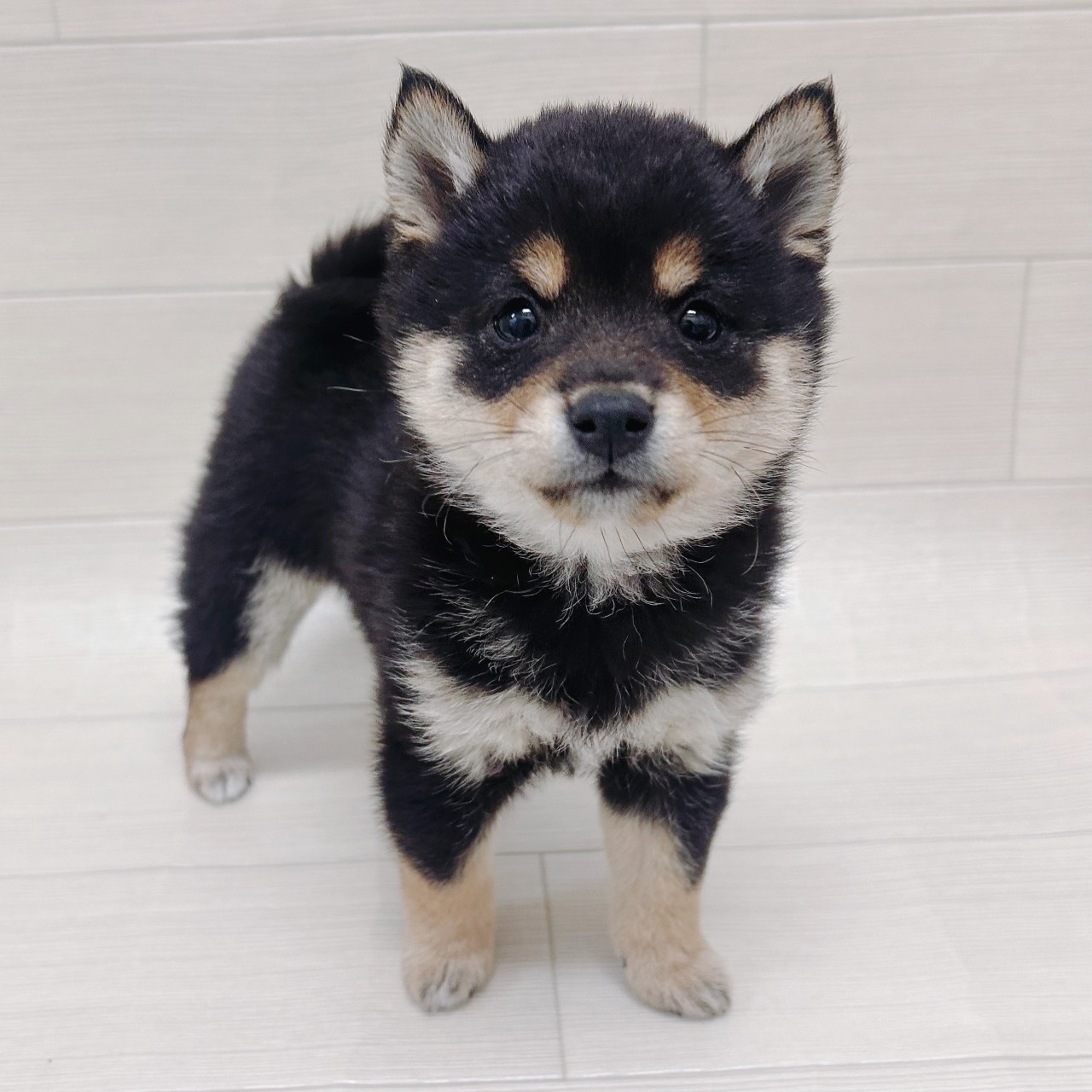 千葉県の豆柴 (NICO PET Select ハッピーベル ちはら台店/2026年3月12日生まれ/女の子/黒)の子犬