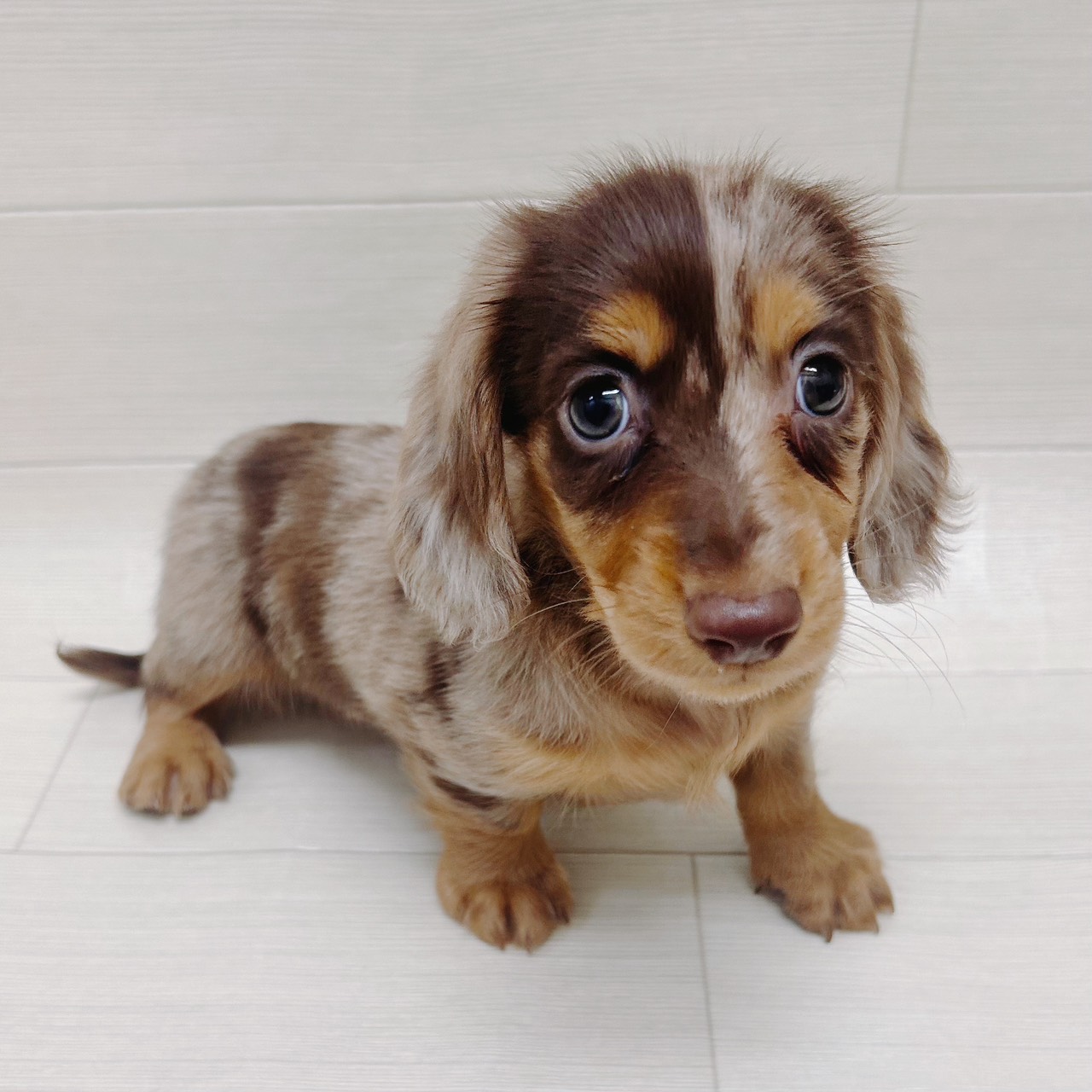 千葉県のミニチュアダックスフンド(ロング) (NICO PET Select ハッピーベル ちはら台店/2026年3月12日生まれ/男の子/チョコレートダップル)の子犬