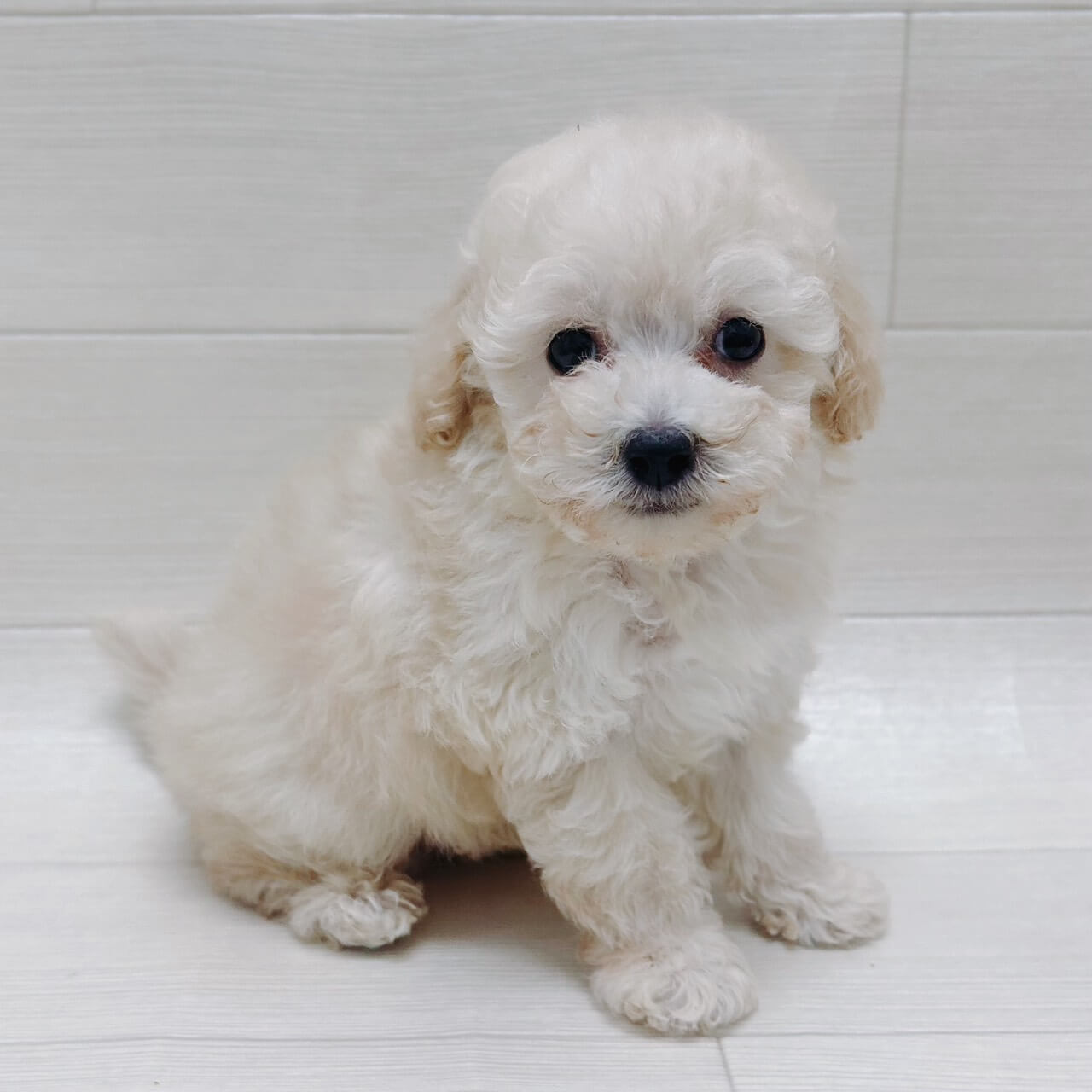 千葉県のトイプードル(トイ) (NICO PET Select ハッピーベル ちはら台店/2026年3月16日生まれ/男の子/クリーム)の子犬