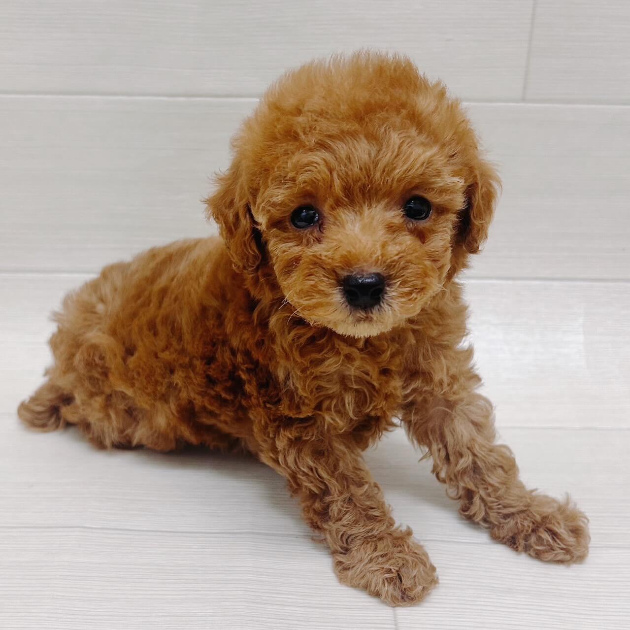 千葉県のトイプードル(トイ) (NICO PET Select ハッピーベル ちはら台店/2026年3月16日生まれ/男の子/アプリコット)の子犬