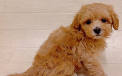 ハーフ犬（マルチーズ×トイプードル）