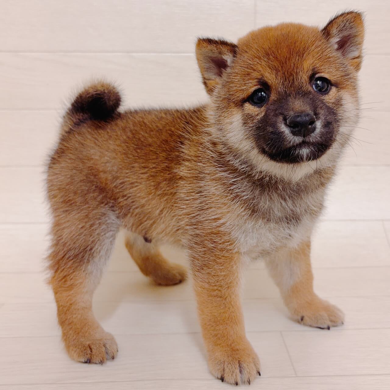 東京都の豆柴 (ペットプラザ 江東深川店/2026年3月18日生まれ/男の子/赤)の子犬