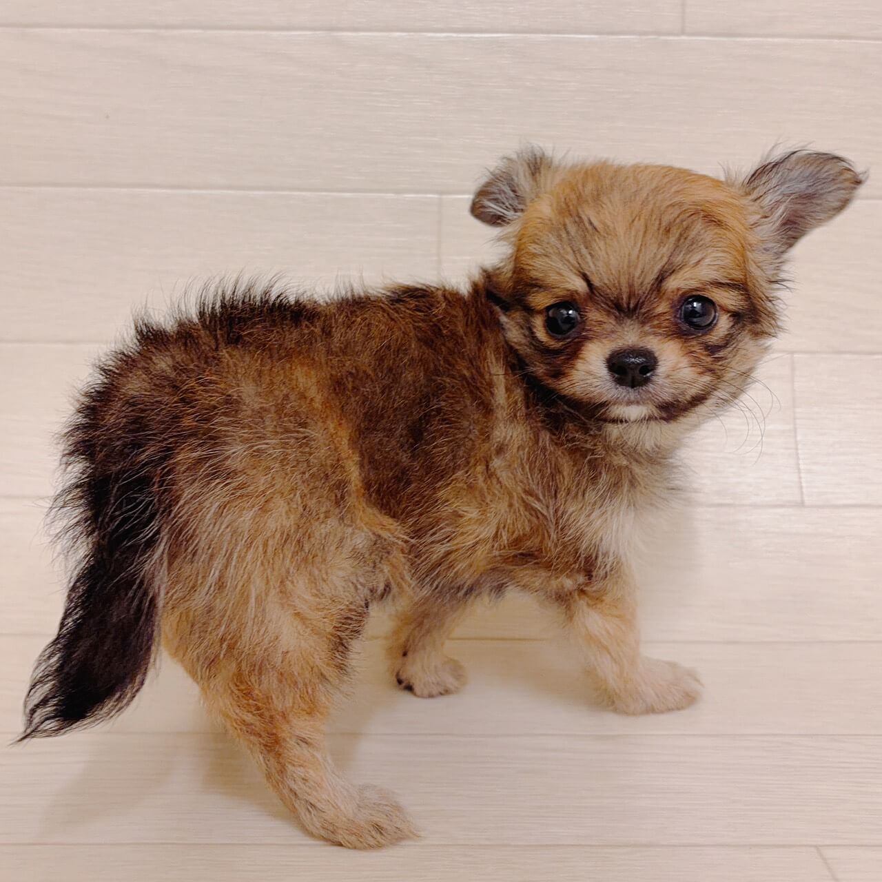 東京都のチワワ(ロング) (ペットプラザ 江東深川店/2026年3月15日生まれ/男の子/フォーン)の子犬