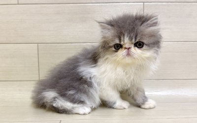 エキゾチックショートヘアー