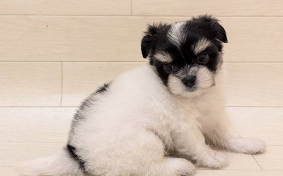 ハーフ犬（チワワ×マルチーズ）
