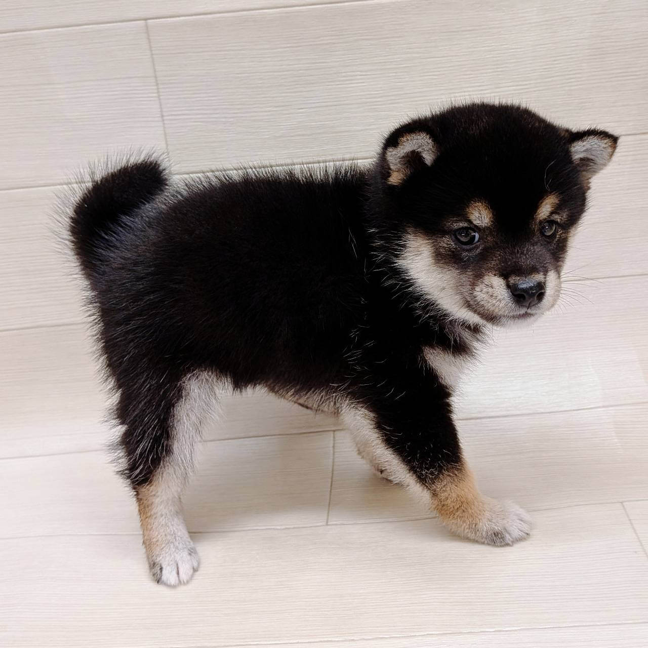 千葉県の豆柴 (ハッピーベル テラスモール松戸店/2026年3月23日生まれ/男の子/黒)の子犬