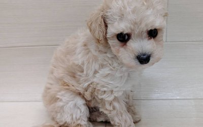 ハーフ犬（トイプードル×ビションフリーゼ）