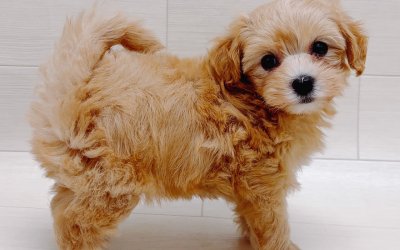 ハーフ犬（マルチーズ×トイプードル）