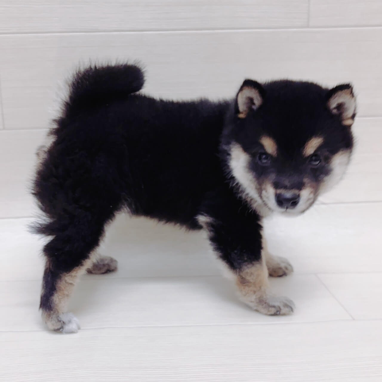 千葉県の豆柴 (NICO PET Select ハッピーベル ちはら台店/2026年3月22日生まれ/男の子/黒)の子犬