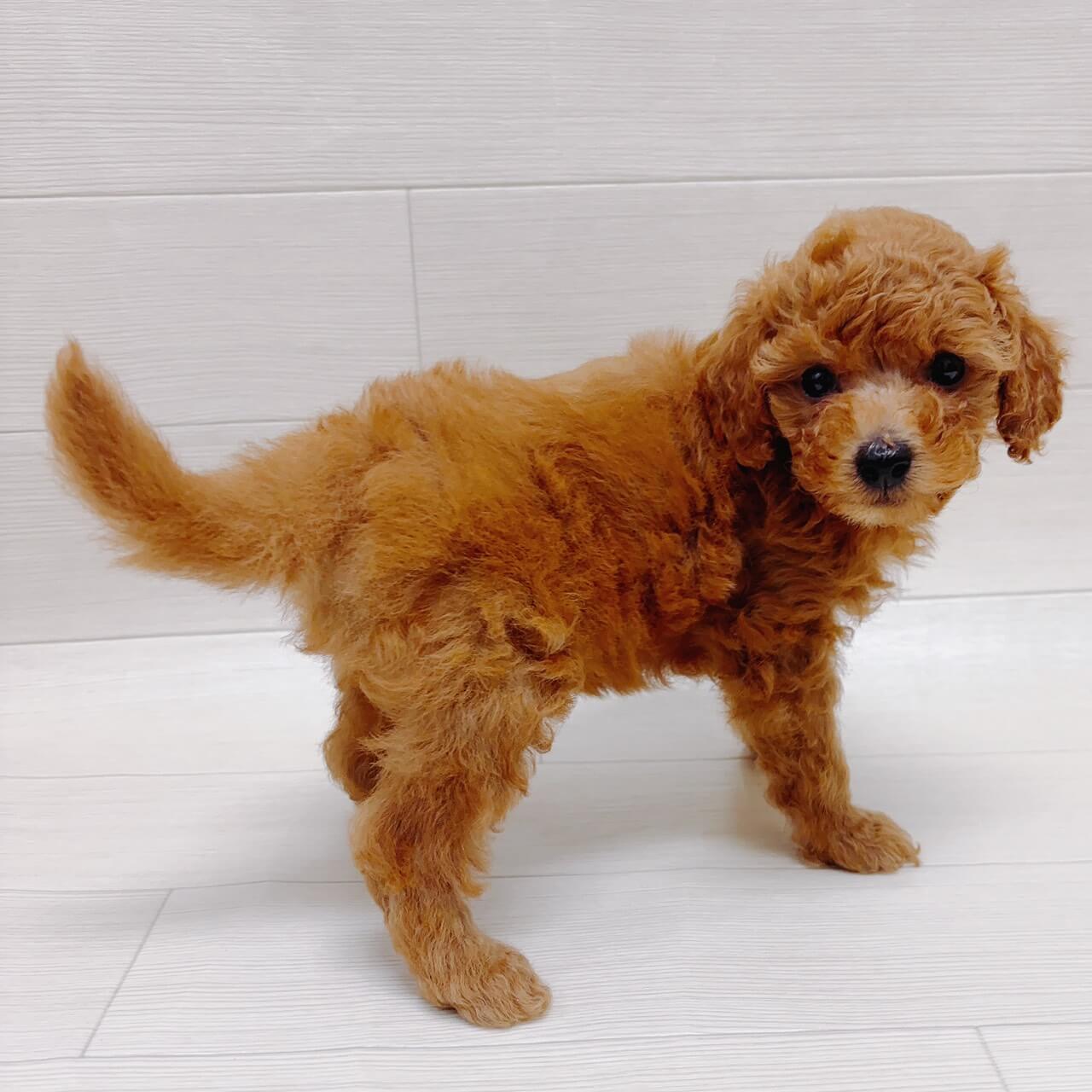 千葉県のトイプードル(トイ) (NICO PET Select ハッピーベル ちはら台店/2026年3月23日生まれ/男の子/レッド)の子犬