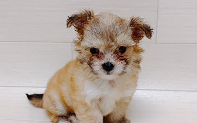 ハーフ犬（マルチーズ×チワワ）