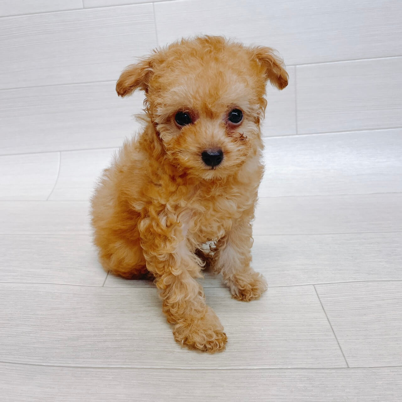 千葉県のトイプードル(トイ) (Pet’s One 東金店/2026年3月12日生まれ/男の子/オレンジフォーン)の子犬